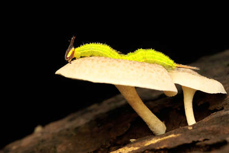 A green caterpillar is resting on a wild fungus. This caterpillar after passing through a complete metamorphosis will become a butterfly Elymnias hypermnestra.の写真素材