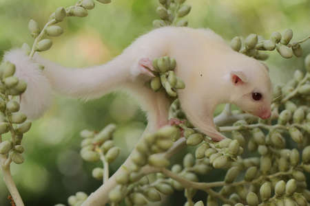 A one month old albino sugar glider baby on a bush. This marsupial mammal has the scientific name Petaurus breviceps.の写真素材