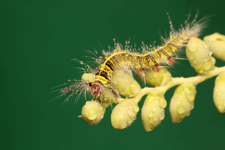 A caterpillar is foraging in a bush. These insects like to eat leaves, flowers and young fruit.の写真素材