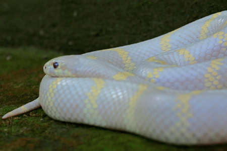 Beauty of a king snake (Lampropeltis sp) with a white base and yellow variations.