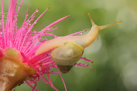 A small snail is foraging in the bushes.の写真素材