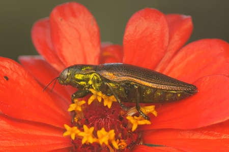 A jewel beetle from the family buprestidae resting in a bush. This insect has the scientific name...