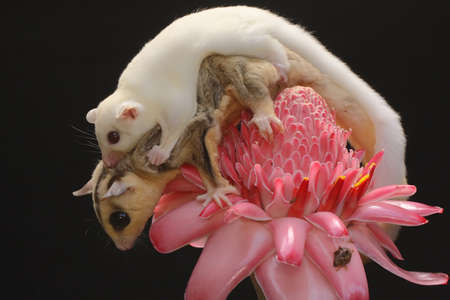 A mother sugar glider holds her baby to protect her baby from predators. This marsupial mammal has...
