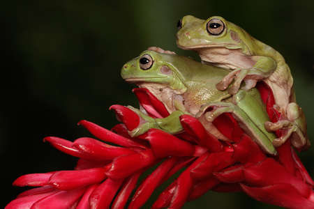 Two dumpy tree frogs resting on a bush. This green amphibian has the scientific name Litoria...