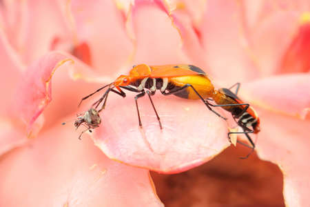 A pair of red cotton bugs (Dysdercus cingulatus) are mating on bush.