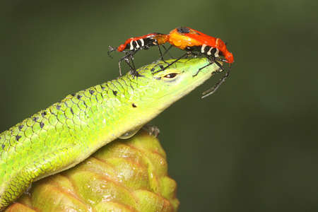 An Emerald Tree Skink (Lamprolepis smaragdina) is sunbathing before starting its daily activities.