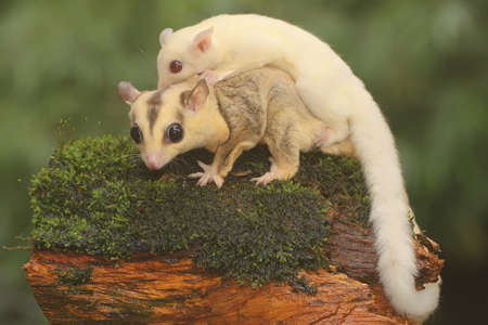 A mother sugar glider holds her baby to protect her baby from predators. This marsupial mammal has...