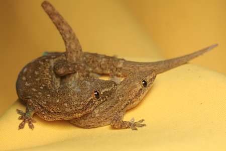 A pair of flat-tailed house geckos are mating. This reptile has the name Cosymbotus platyurus.