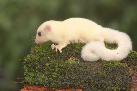 An albino sugar glider baby is foraging on a bush. This marsupial mammal has the scientific name Petaurus breviceps.の写真素材