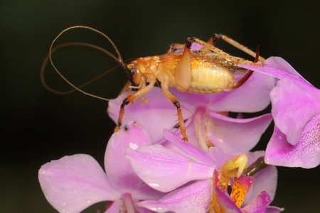 A katydids or bush cricket is looking for prey in a wildflower.