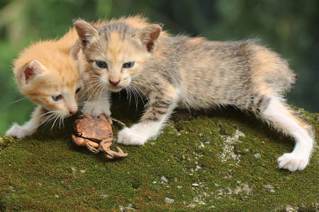 A kitten is looking for prey on a rock overgrown with moss. These mammals are commonly kept as pets by humans.の写真素材