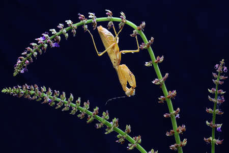 A yellow praying mantis is looking for prey in a wildflower on a black background. This insect has...
