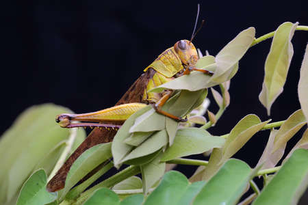 A yellow grasshopper is eating a young leaves on a black background.