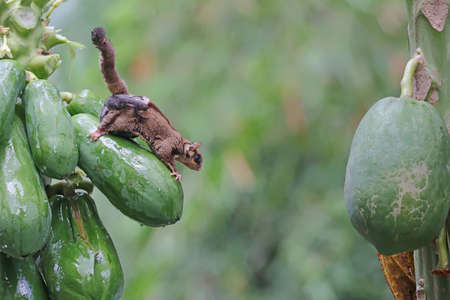 A mother sugar glider who is holding her two babies is flying to move from one papaya tree to...