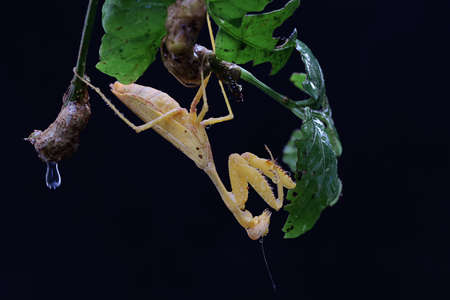 A yellow praying mantis is looking for prey in a wild fruits on a black background. This insect has the scientific name Hierodula sp.の写真素材