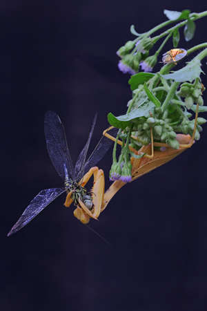 A yellow praying mantis is eating a dragonfly in a bush. This insect has the scientific name Hierodula sp.の写真素材