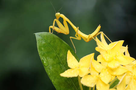 A yellow praying mantis is looking for prey in a wildflower. This insect has the scientific name Hierodula sp.の写真素材