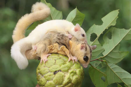 A mother sugar glider holds her baby is preparing to eat a ripe custard apple fruit on the tree. This marsupial mammal has the scientific name Petaurus breviceps.の写真素材