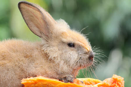 A rabbit is resting on a dry tree trunk. This rodent has the scientific name Lepus negricollis.の写真素材