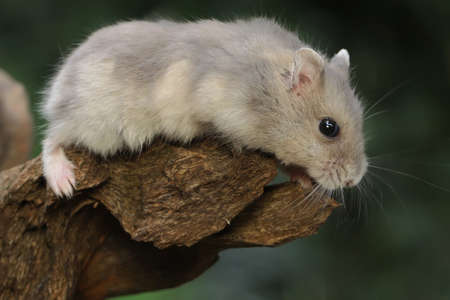 A Campbell dwarf hamster is foraging on dry logs. This rodent has the scientific name Phodopus campbelli.の写真素材