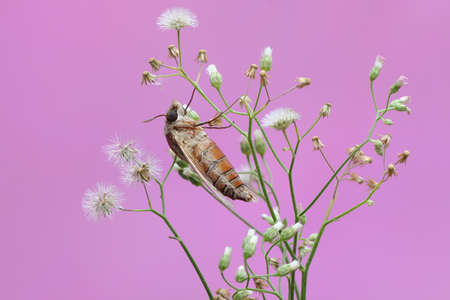 A hawkmoth is looking for nectar in wild flowers. This insect has the scientific name Cheponodes hylas.の写真素材