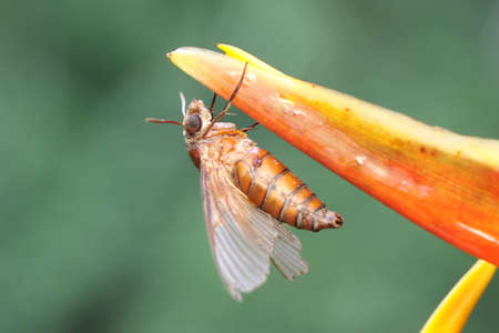 A hawkmoth is looking for nectar in wild flowers. This insect has the scientific name Cheponodes...