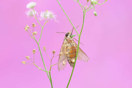 A hawkmoth is looking for nectar in wild flowers. This insect has the scientific name Cheponodes hylas.の写真素材