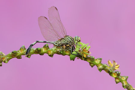 A green marsh hawk eating young praying mantis in a wildflower. This insect has the scientific name Orthetrum sabinaの写真素材