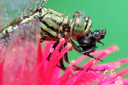 A green marsh hawk is eating a red-eyed fly on a blooming cluster of Malay apple flowers. This insect has the scientific name Orthetrum sabina.の写真素材