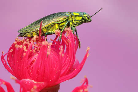 A jewel beetle from the family buprestidae resting in a wild flower. This insect has the scientific name Chrysochroa fulminans.の写真素材