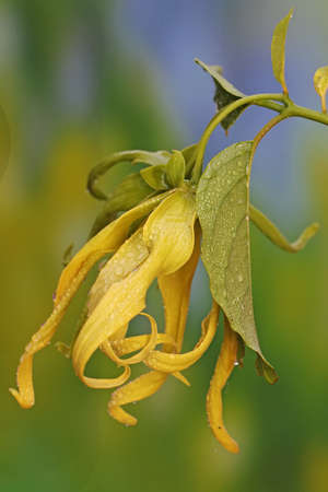 Cananga odorata flower in full bloom. This flower has a fragrant smell so it is often used as an...
