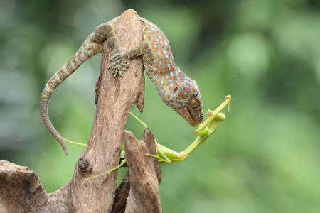 A young tokay gecko preys on a praying mantis on dry wood. This reptile has the scientific name Gekko gecko.の写真素材