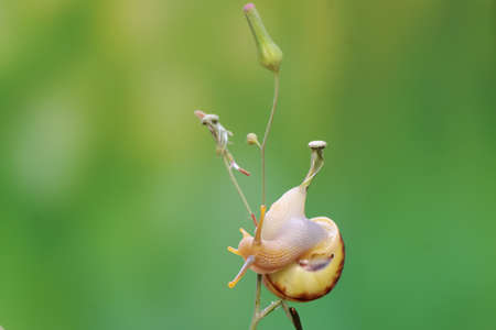 Two little snails are foraging on a wildflower twig. This mollusk has the scientific name Limicolaria sp.の写真素材