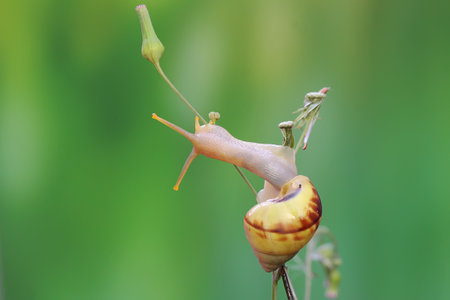 Two little snails are foraging on a wildflower twig. This mollusk has the scientific name Limicolaria sp.の写真素材