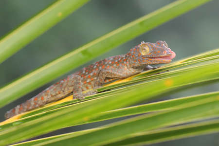 A young tokay gecko is looking for prey in a coconut leaf. This reptile has the scientific name Gekko gecko.の写真素材