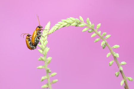 A pair of cucurbit leaf beetles mating on a wildflower. This insect has the scientific name...