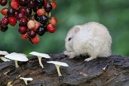 A Campbell dwarf hamster eating currant tree fruit. This rodent has the scientific name Phodopus...