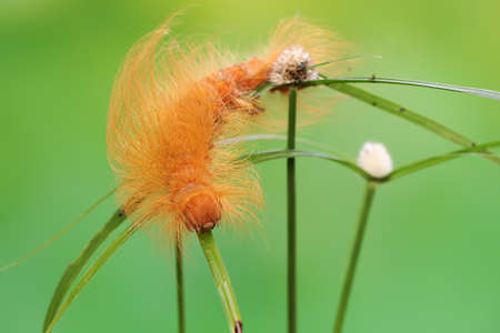 A caterpillar is foraging in a wild flower. These animals like to eat young leaves and fruits.