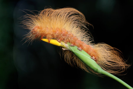 A caterpillar is foraging in a wild flower. These animals like to eat young leaves and fruits.の写真素材