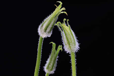The beauty of flower buds of pumpkin plants with morning dew. This plant has the scientific name Cucurbita moschata.の写真素材