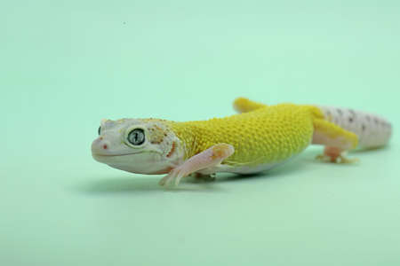 A leopard gecko (Eublepharis macularius) is posing in a distinctive style.