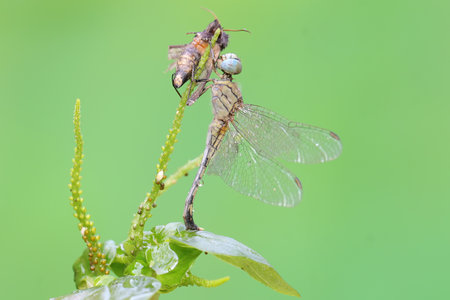 A chalky percher dragonfly is preying on a moth in the bushes. This insect has the scientific name...