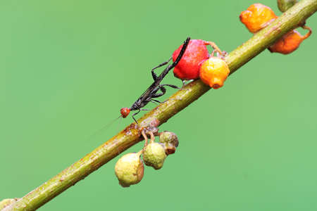 A crown wasp is looking for prey in a wild flower. This insect has the scientific name Aguiarina...