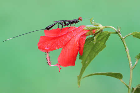 A crown wasp is looking for prey in a bush. This insect has the scientific name Aguiarina...