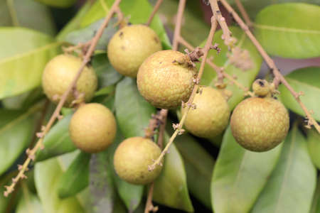 A number of longan fruit that is ripe and ready to be harvested. This plant has the scientific name Dimocarpus longan.の写真素材