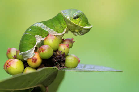 A green caterpillar is eating young leaves. This insect likes fruit, flowers and young leaves.