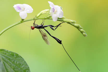 A crown wasp is looking for prey on wildflowers. This insect has the scientific name Aguiarina...