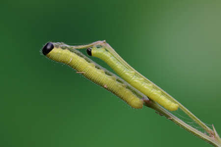 A number of green caterpillars are eating young leaves. This insect likes fruit, flowers and young leaves.の写真素材