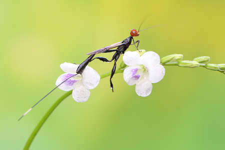 A crown wasp is looking for prey on wildflowers. This insect has the scientific name Aguiarina...