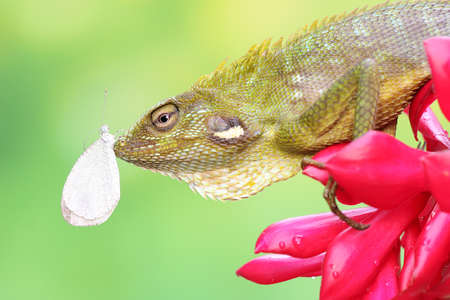 A green crested lizard (Bronchocela jubata) is sunbathing before starting its daily activities.の写真素材